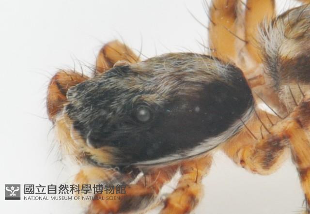雙帶扁蠅虎藏品圖，第10張