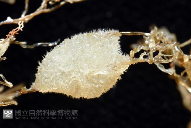北極有柄海鞘藏品圖，第10張