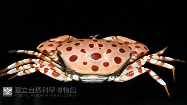 紅斑斗蟹藏品圖，第10張