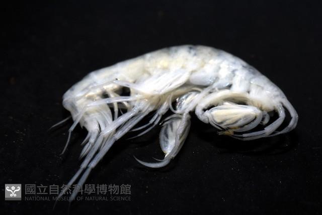 未知種深海鉤蝦藏品圖，第10張