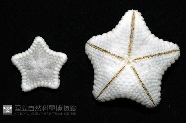 麵包海星(饅頭海星)藏品圖，第10張