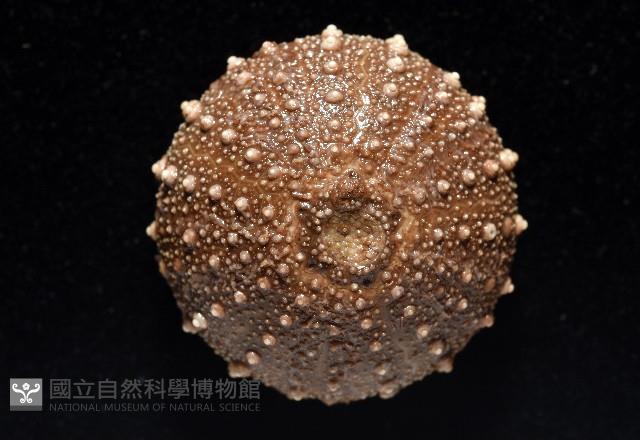 魯氏硬海膽藏品圖，第10張