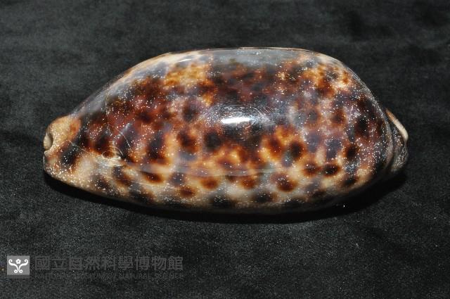 叢雲寶螺藏品圖，第10張