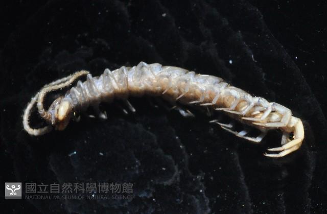 梅峰石蜈蚣藏品圖，第10張