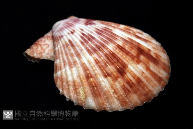登錄號:007819-00083藏品圖，第10張