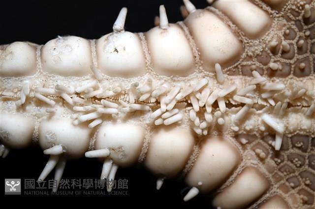 玉緣棘角海星(紫氏麗海星)藏品圖，第10張