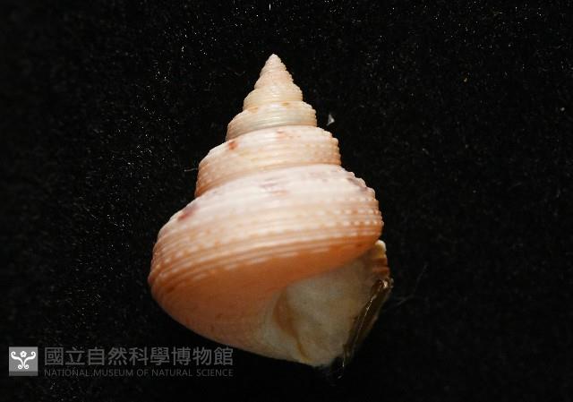 盈真鐘螺藏品圖，第10張