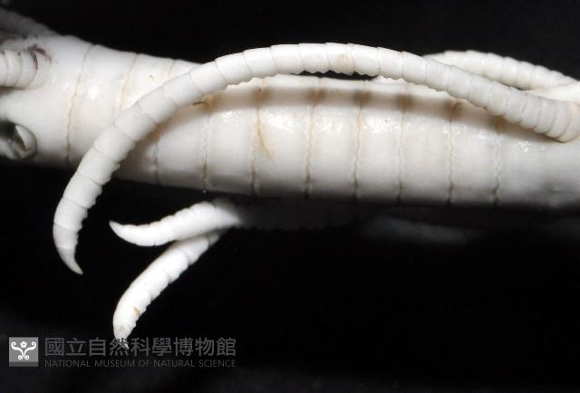 等節海百合之一種藏品圖，第10張