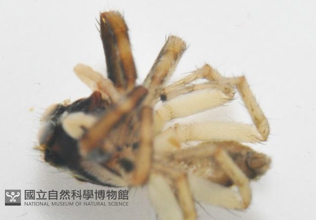 多色金毛蛛藏品圖，第10張