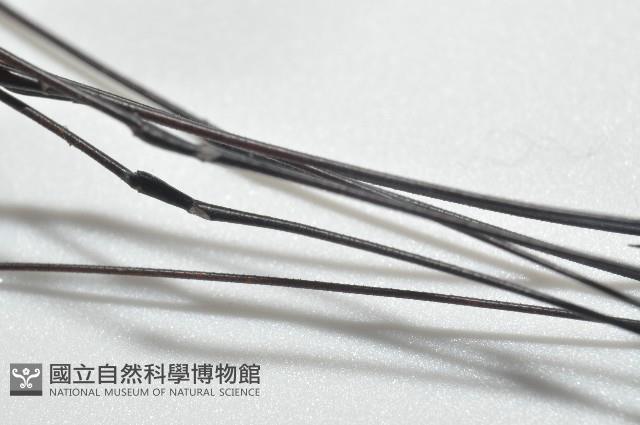 黑背偽盾刺盲蛛藏品圖，第10張