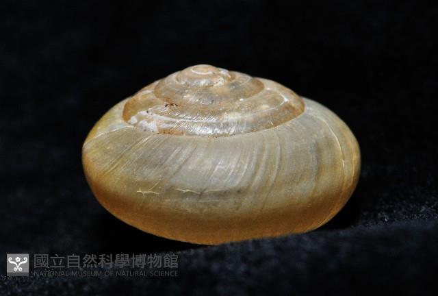 阿禮高腰蝸牛藏品圖，第10張