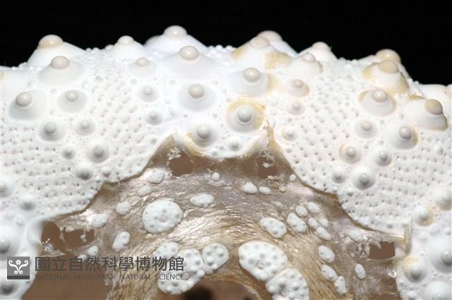 石筆海膽(鉛筆海膽)藏品圖，第10張
