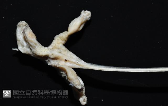 未知種鈍矢海鰓藏品圖，第10張