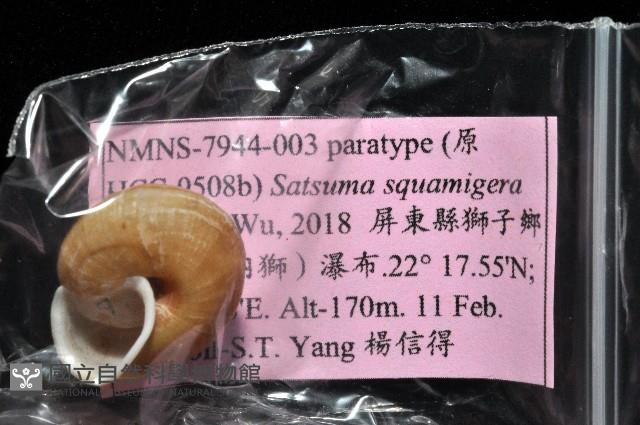 鱗高腰蝸牛(鱗菱蝸牛)藏品圖，第10張