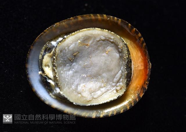 壁蜑螺藏品圖，第10張