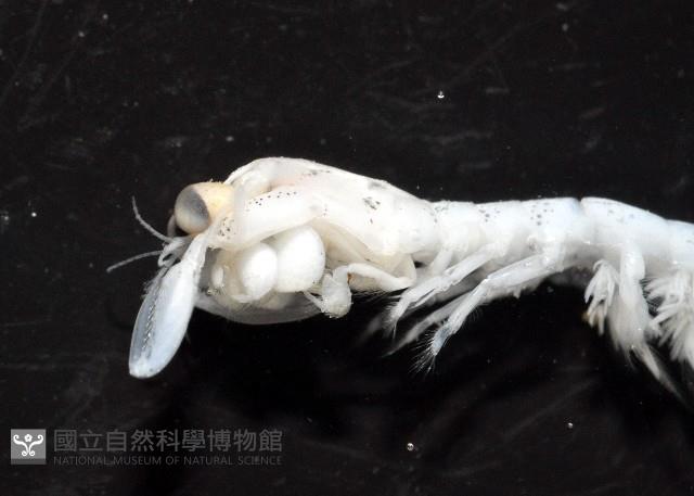 濱海幼嫩蝦蛄藏品圖，第10張