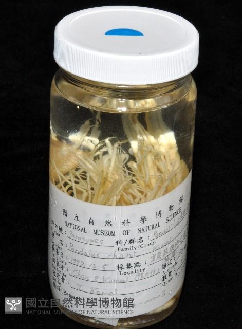 陳氏長額蝦(新種)藏品圖，第10張