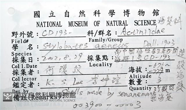 造殼海葵之一種藏品圖，第10張