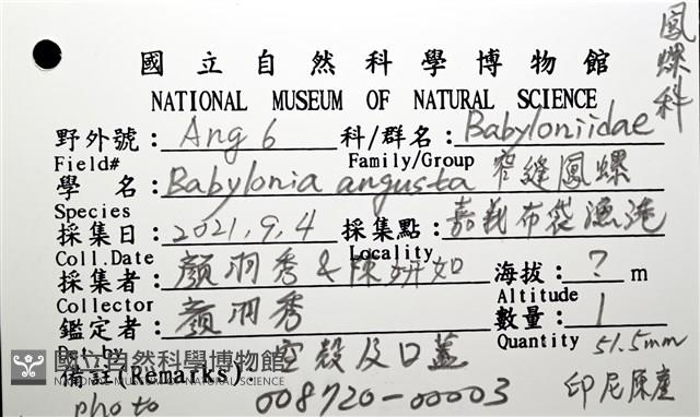 窄縫鳳螺藏品圖，第10張