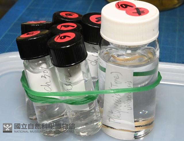 基翬闊沙蠶藏品圖，第10張
