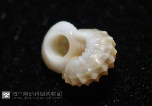 鋼石花冠螺藏品圖，第10張