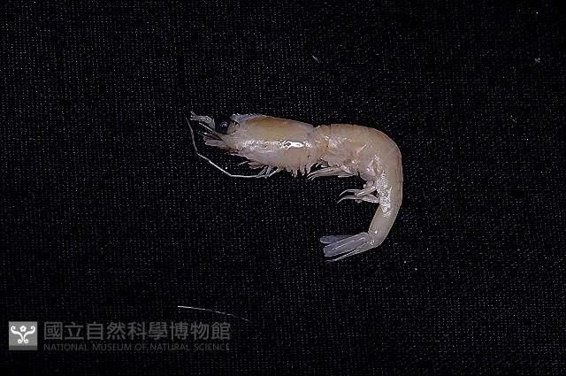 纖小麗額蝦藏品圖，第10張