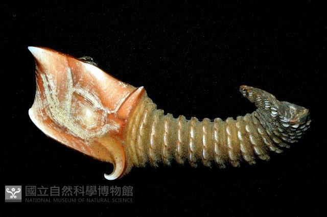 司氏鎧茗荷藏品圖，第10張