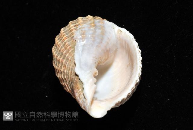 巨核螺藏品圖，第10張