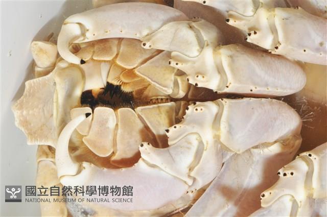 詹姆士巨深水虱藏品圖，第10張
