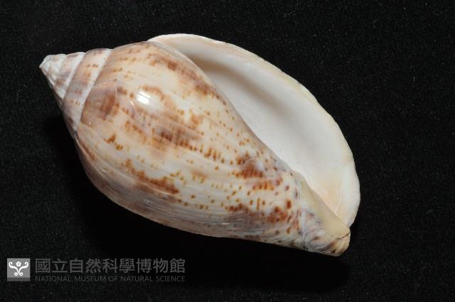 棕線渦螺藏品圖，第10張