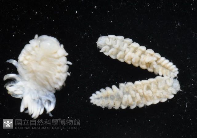 中華淺鰓虱藏品圖，第10張