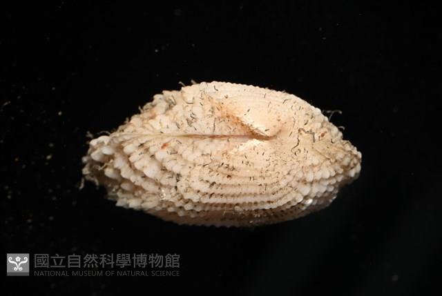 未知種魁蛤藏品圖，第10張