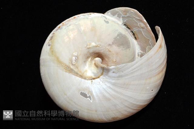 寺町翁戎螺藏品圖，第10張