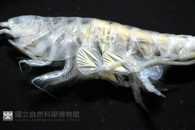 未知種端足類藏品圖，第10張