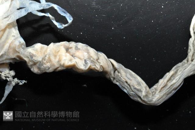盔形水母之一種藏品圖，第10張
