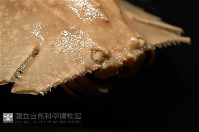 九齒扇蝦藏品圖，第10張
