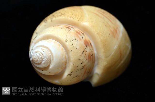 彩繪型深溝鳳螺藏品圖，第10張