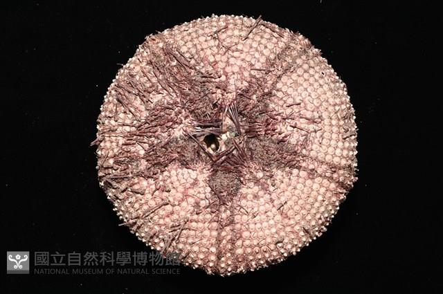 輻星肛海膽藏品圖，第10張