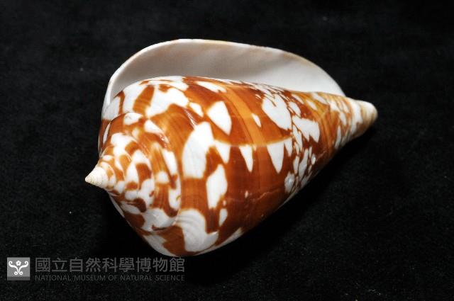 阿瑪迪芋螺藏品圖，第10張
