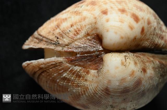 千妮簾蛤藏品圖，第10張