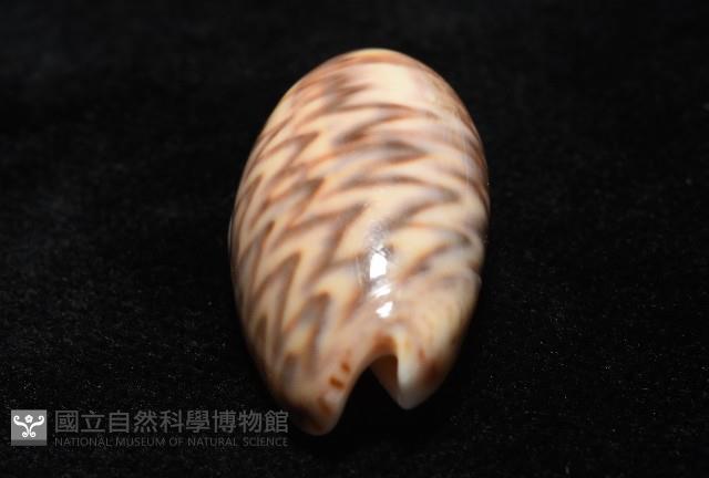 泡形榧螺藏品圖，第10張