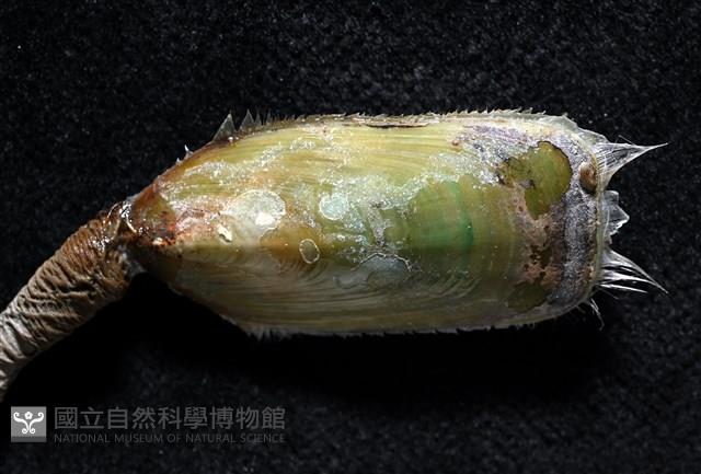 亞氏海豆芽藏品圖，第10張