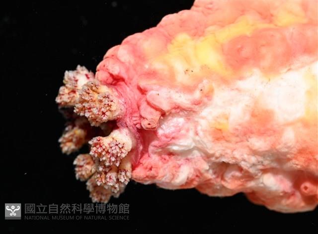 可疑翼手參藏品圖，第10張