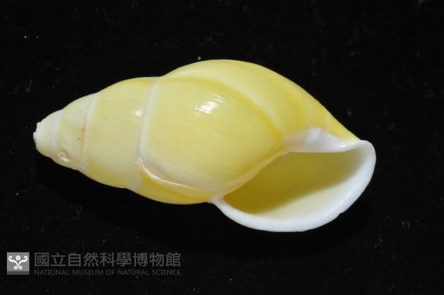 黃雙旋蝸牛藏品圖，第10張