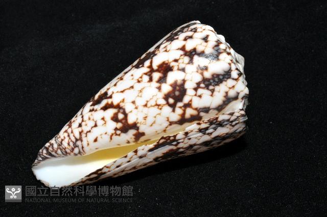網目大理石芋螺藏品圖，第10張