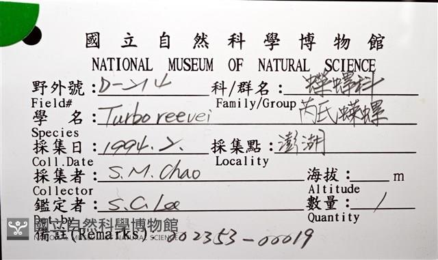 芮氏蠑螺藏品圖，第10張