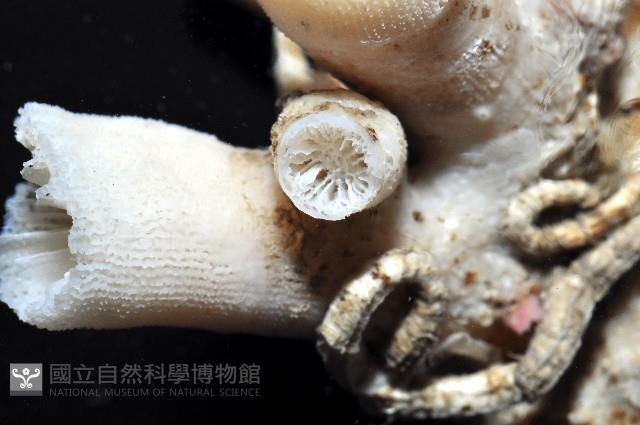 軸樹珊瑚(軸木珊瑚)藏品圖，第10張