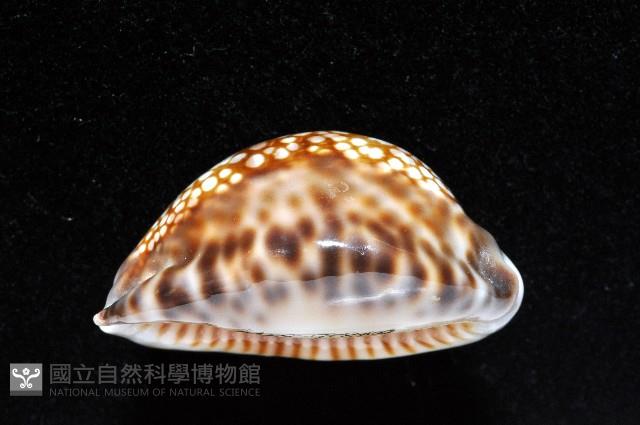 扁緣寶螺藏品圖，第10張