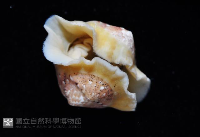 鱗紋石鱉藏品圖，第10張