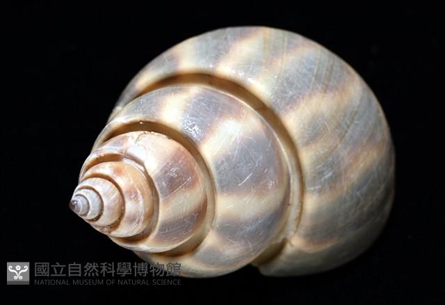 皮氏鳳螺藏品圖，第10張